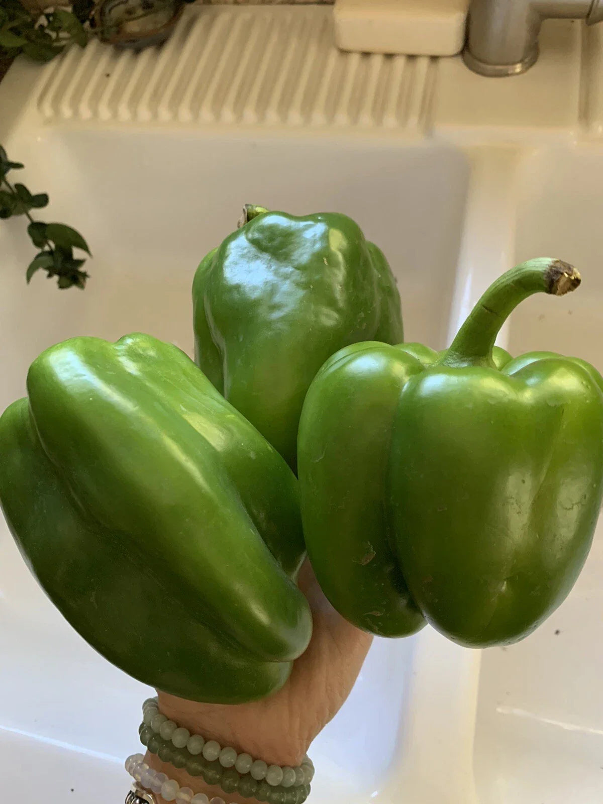 California Wonder Green Bell Pepper Seeds - 50 Heirloom Garden Vegetable Seeds - Capsicum annuum
