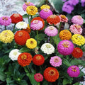 Zinnia Seeds Mix - 100+ Sprite Variety - Colorful Garden Flowers - Zinnia elegans - USA Shipping