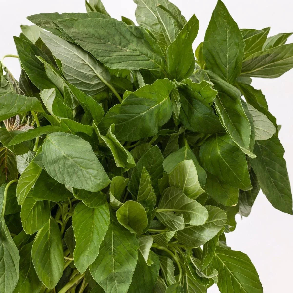 Green Amaranth Seeds - 500+ Count - Chinese Spinach Microgreens - Amaranthus Viridis