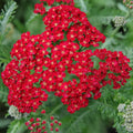 Red Yarrow Seeds, Rubra, Easy Grow Perennial Herb for Butterflies, Achillea millefolium