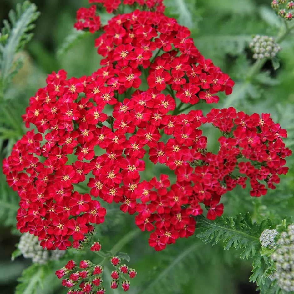 Red Yarrow Seeds, Rubra, Easy Grow Perennial Herb for Butterflies, Achillea millefolium