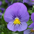 15 Pansy Seeds - Cool Wave Blue Skies Trailing Pansy - Ideal for Hanging Baskets - Viola x wittrockiana
