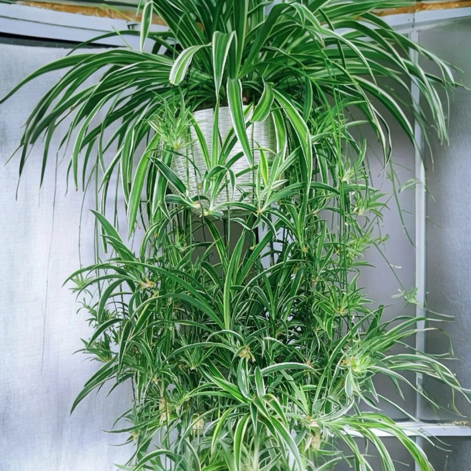 Reverse Variegated Spider Plant Cuttings - 2PCS - Air-Purifying, Fast-Growing - Chlorophytum comosum