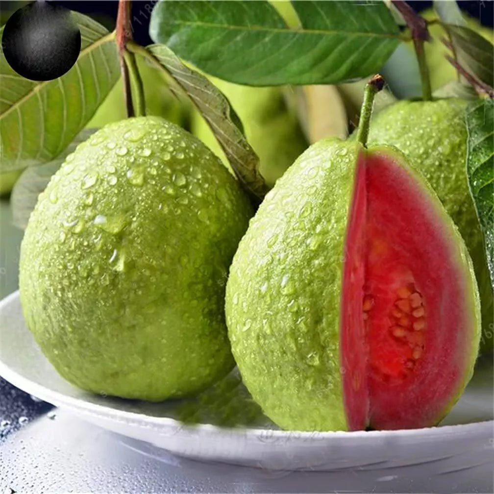Guava Fruit Tree Seeds - 100 Count - Tropical Fruit Variety - Psidium guajava