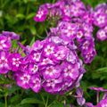 Garden Phlox Live Starter Plant 4-8" Tall 'Laura' Phlox paniculata - Healthy Well Rooted in 2.5"x3.5" Pot