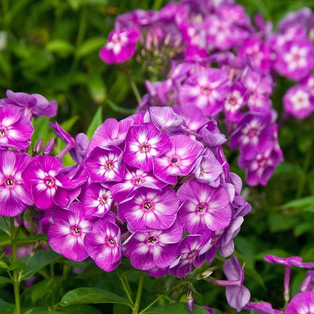 Garden Phlox Live Starter Plant 4-8" Tall 'Laura' Phlox paniculata - Healthy Well Rooted in 2.5"x3.5" Pot