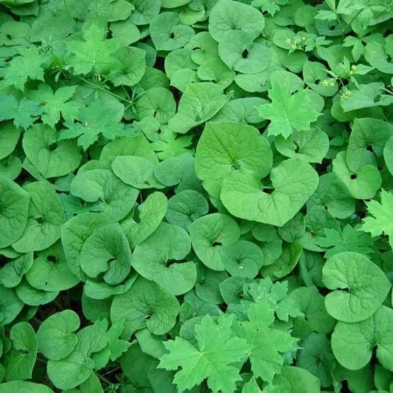 Wild Ginger Plant Roots 20-Pack Asarum Canadense Woodland Bareroot Native Wildflower