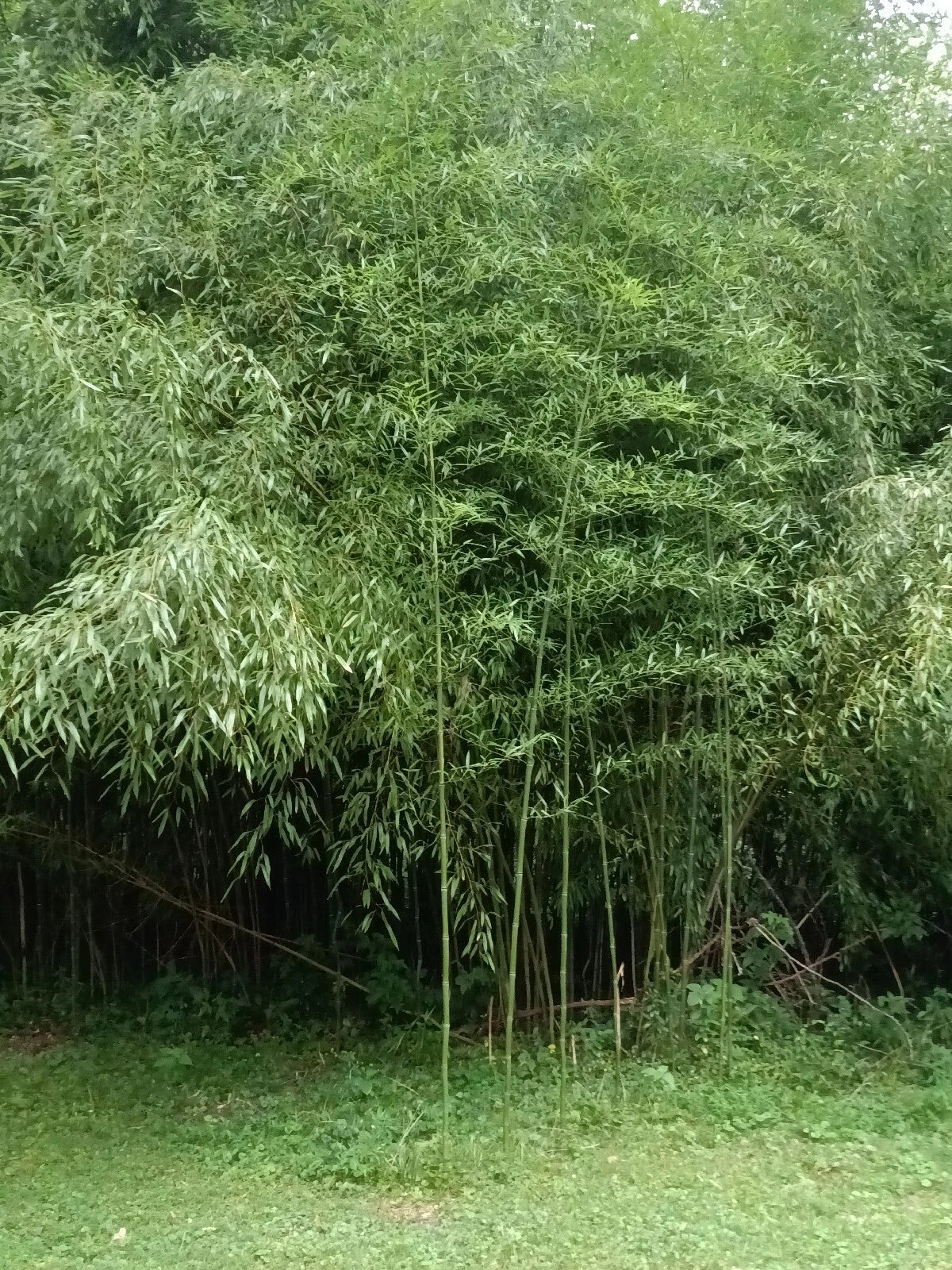Mosso Bamboo Roots - 2 Free Pieces for Planting - Spring Seasonal Plant - Versatile Growth All Year (Phyllostachys edulis)
