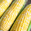 Ambrosia Corn Seeds | Bicolor Sweet Non-GMO F1 Hybrid | Zea mays