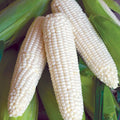 Sweet Corn Seeds - Silver Queen Variety - Fresh Seed - Zea mays