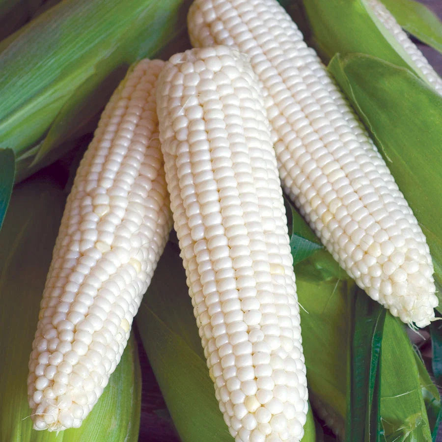 Sweet Corn Seeds - Silver Queen Variety - Fresh Seed - Zea mays