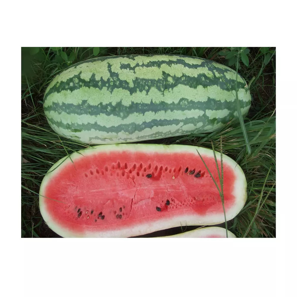 Giant Jubilee Watermelon Seeds - Non-GMO Heirloom Garden Seed for Planting - Citrullus lanatus