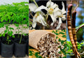 Moringa Oleifera Tree Seeds - 10+ Viable Organic Seeds, Horseradish or Drumstick Tree