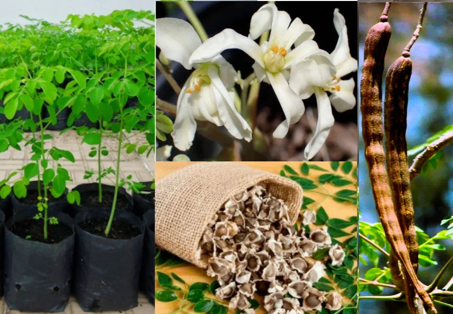 Moringa Oleifera Tree Seeds - 10+ Viable Organic Seeds, Horseradish or Drumstick Tree