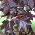 Fast Growing Tree Seeds - Crimson King Norway Maple - Acer platanoides - 20 Count