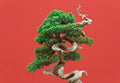 Bonsai Juniper Tree Seeds - 10 Premium Seeds for Planting - Juniperus spp. - Ideal for Bonsai Cultivation