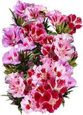 Dwarf Godetia Seeds - Farewell to Spring - Clarkia amoena - Flower Seeds for Planting
