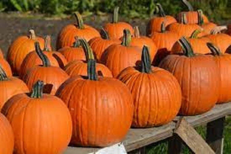 Premium Heirloom Pumpkin Seeds - Connecticut Field Variety - Cucurbita pepo - Vintage 1700s Heritage