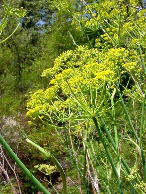 Sweet Fennel Seeds - 100+ Fresh Herb Seeds - Foeniculum vulgare - Culinary Herb for Cooking and Gardening