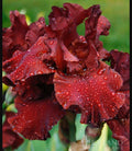 Red War Chief Tall Bearded Iris Rhizome Plant - Freshly Dug, Reblooming, Burgundy Red Flowers, Iris germanica