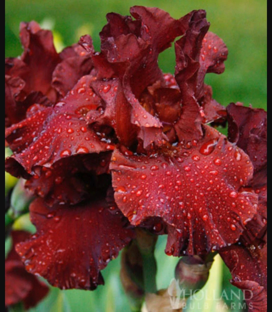Red War Chief Tall Bearded Iris Rhizome Plant - Freshly Dug, Reblooming, Burgundy Red Flowers, Iris germanica