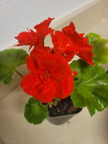 Live Rooted Geranium Zonal Plant 1" Dark Red Pelargonium Fragrant Flowering Houseplant