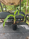 Crinum Lily Plant 6" Giant White Spider Variegated Reverted (Asiaticum) Live Indoor Outdoor Garden Plant