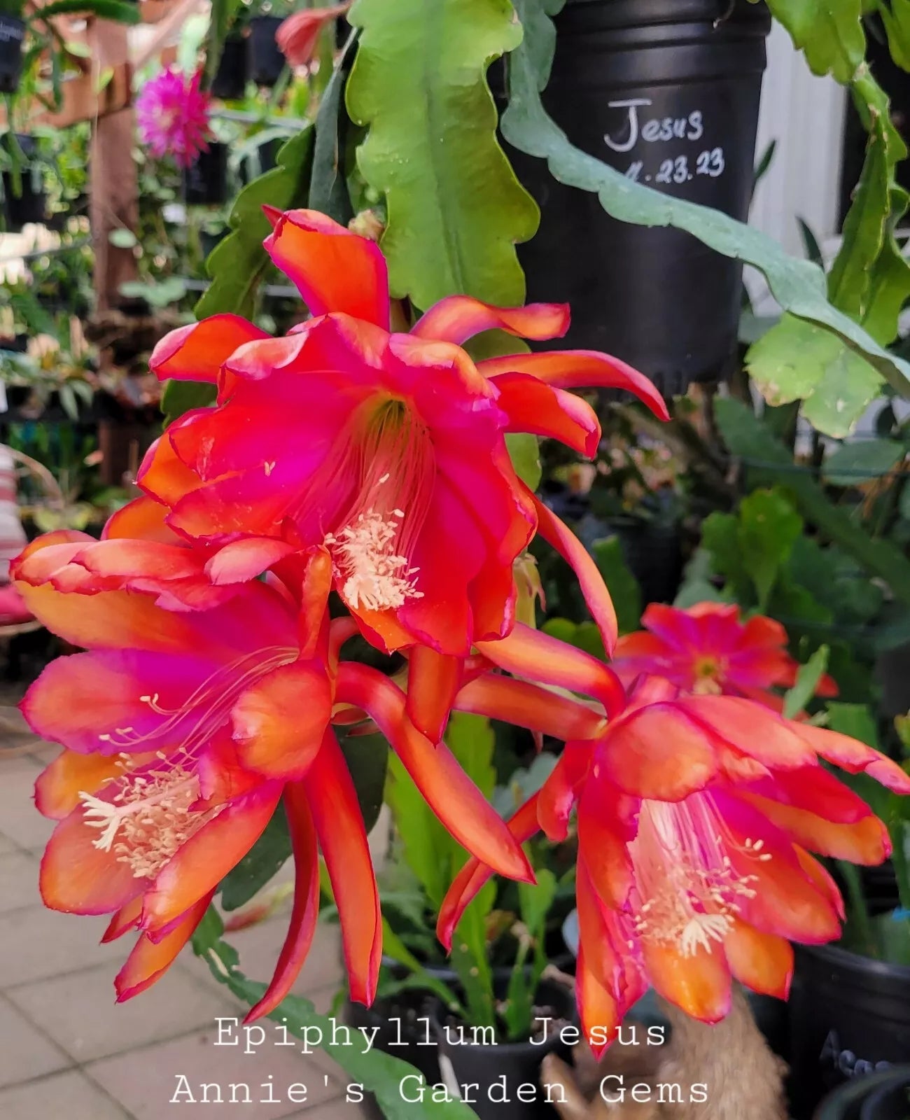 Epiphyllum Cuttings - 8 to 10 inches - Jesus Variety - Orchid Cactus (Epiphyllum spp.)