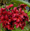 Plumeria Plant 2.5 Inches Red Plumeria Varietal (Plumeria spp.) - Rooted Plant
