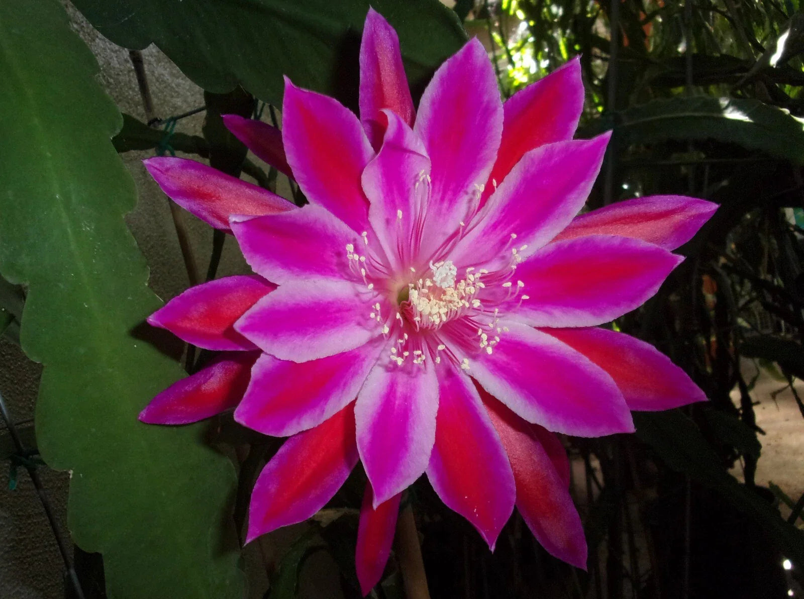Epiphyllum Orchid Cactus Cutting - "TAKIN' IT TO THE STREETS" - Unique Variety for Indoor Gardening - Epiphyllum spp.