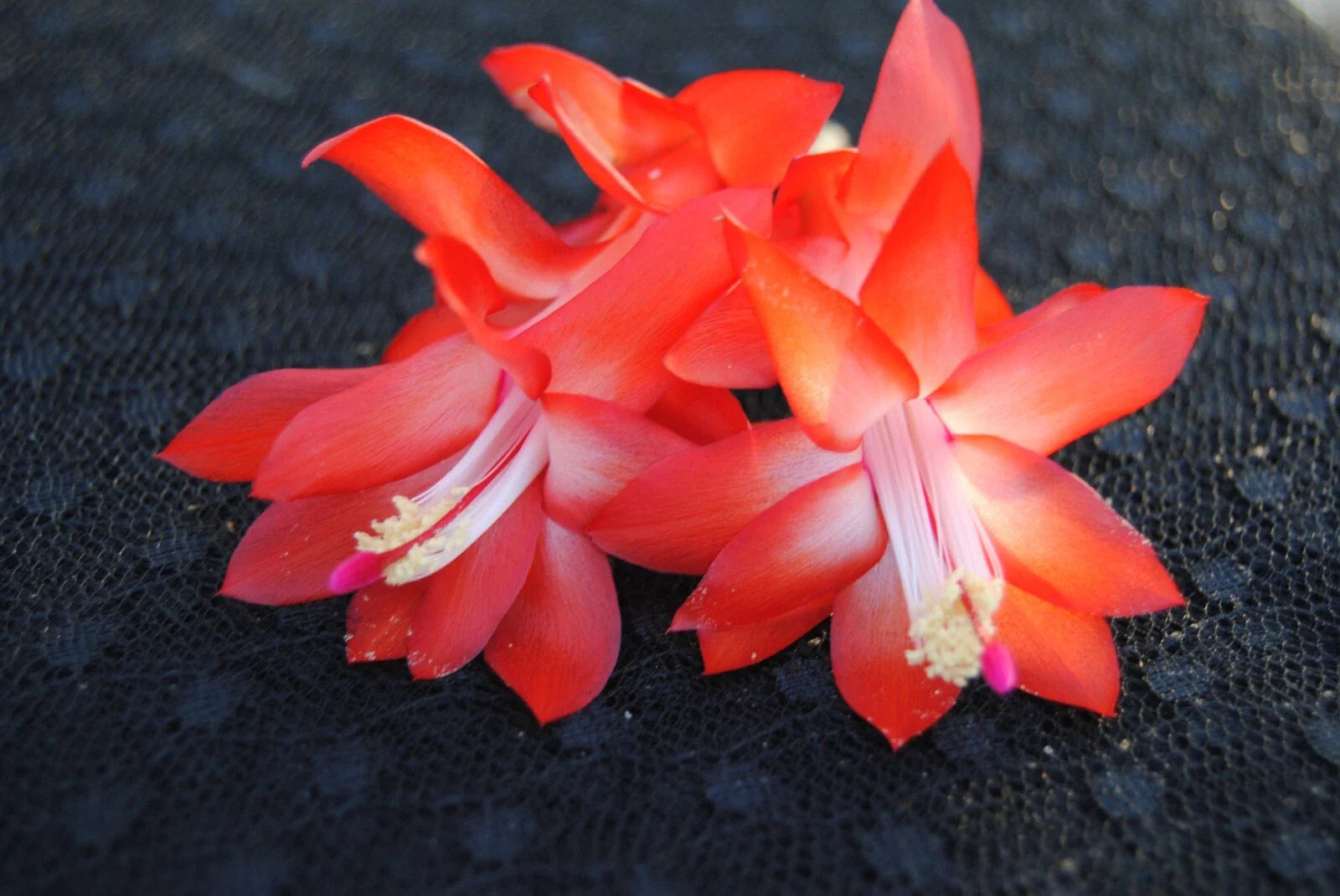 Christmas Cactus Starter Plant - Small Red Dragon - Schlumbergera Truncata - Healthy Well Rooted Plant