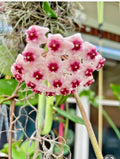 Hoya Obovata Wax Plant in 4" Pot - Tropical Houseplant, Rooted Hoya Variety, Easy Care Indoor Plant