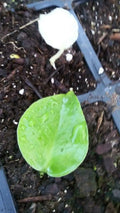 Monstera Deliciosa Seedlings - Green Variegated - Live Houseplant - Exotic Tropical Foliage