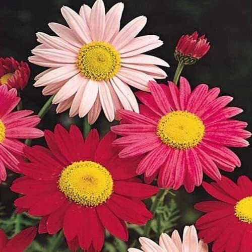 Painted Daisy Seeds - 2,500 Count - Easy to Grow Perennial - Chrysanthemum