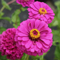 Violet Queen Zinnia Seeds - 100+ Pack for Garden Planting - Zinnia elegans - USA Grown
