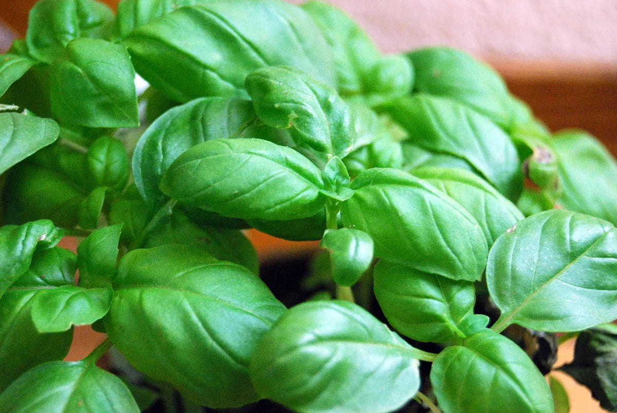 Genovese Basil Seeds - 2000 Non-GMO Seeds - Ocimum basilicum Herb for Gardening and Culinary Use