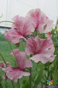 Chocolate Flake Sweet Pea 50 Seeds for Garden Planting - Lathyrus odoratus - USA Grown, Free Shipping