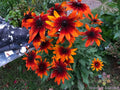Gypsy Chycks Rudbeckia Seeds - 200+ Bulk Pack for Garden Planting - Black-eyed Susan (Rudbeckia hirta) - USA