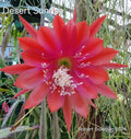 Epiphyllum 'Desert Sunrise' Unrooted Cutting - Rare Orchid Cactus - Tropical Succulent Plant