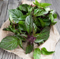 Thai Basil Seeds 500++ Non-GMO Heirloom Ocimum basilicum | Organic Herb Seeds for Gardening