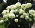 Deciduous Snowball Viburnum 4-12" Live Plant, White Blooms, Viburnum opulus, Full Sun, Zones 3-8, Fast-Growing, 4" Pot
