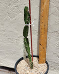 Live Rooted Triangle Cactus Plant - Acanthocereus Tetragonus - Unique Succulent from Naples Florida