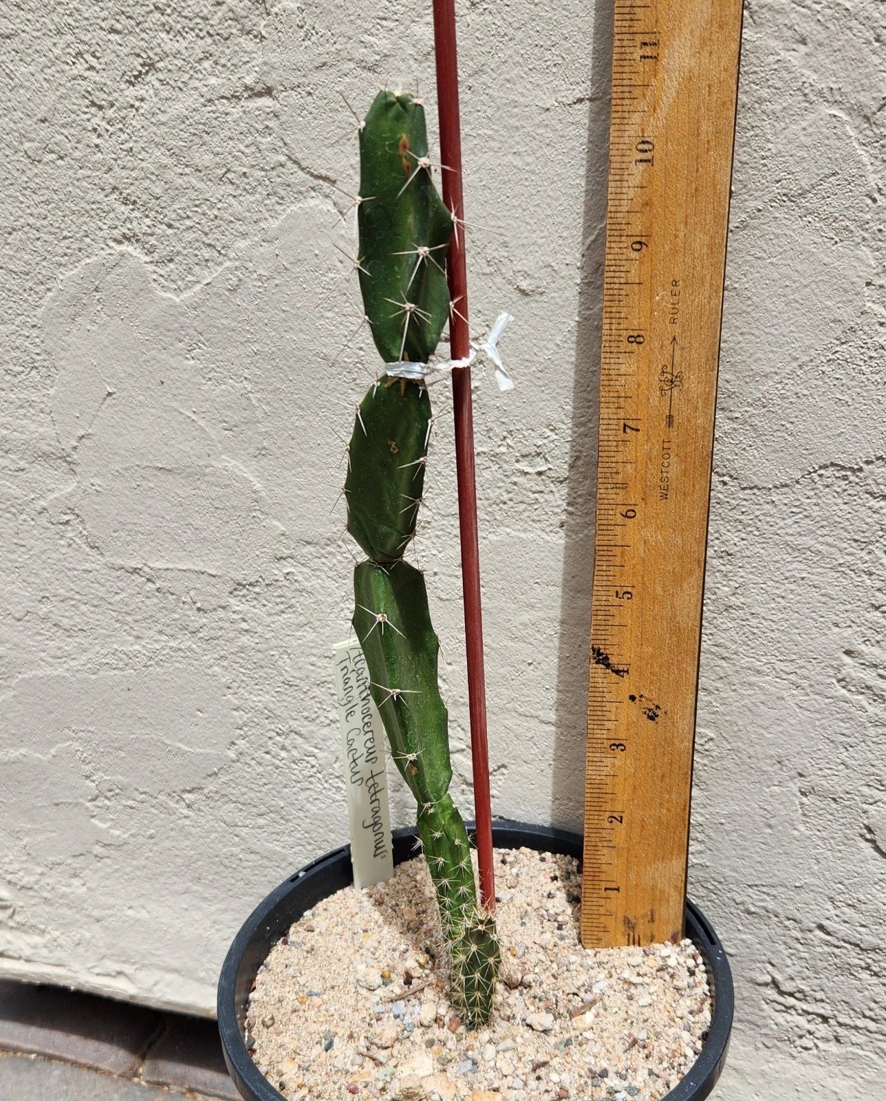 Live Rooted Triangle Cactus Plant - Acanthocereus Tetragonus - Unique Succulent from Naples Florida