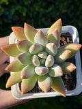 Rare Succulent 2.75-Inch Pachyphytum 'Moon Silver' Healthy Live Plant - Rooted with Beautiful Powdery Foliage