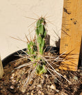 Live Rooted Cactus Plant - Densely-Spined Club Cholla - Grusonia densispina - Unique Succulent for Home or Garden