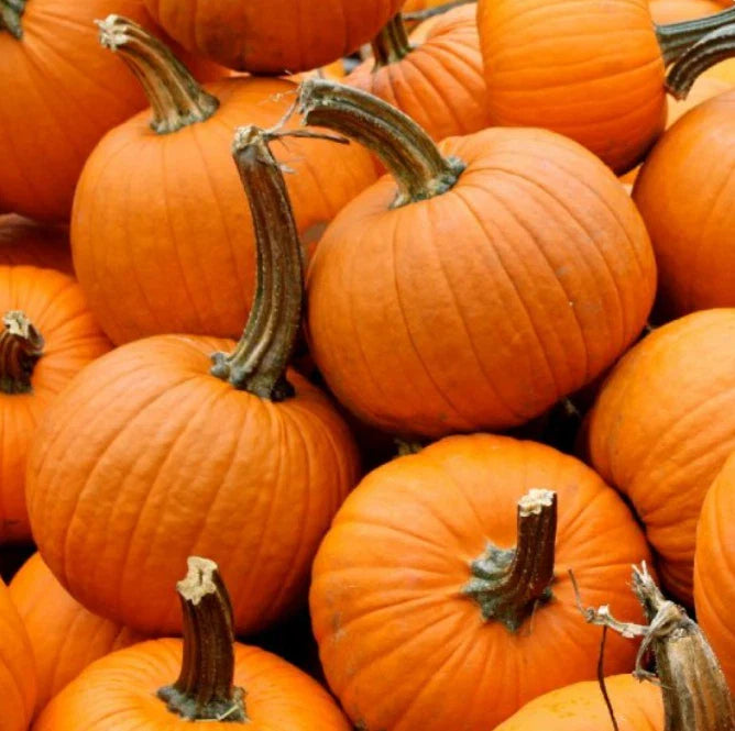 Small Sugar Pumpkin Seeds - Heirloom Variety for Pies, Sweet Flavor, Non-GMO - 25 Seeds