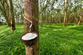 Hardy Rubber Tree Seeds - 20 Seeds - Eucommia ulmoides - Ideal for Planting