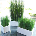 Premium Organic Cat Grass Seeds - 2000+ Count, 98% Germination Rate, Fast Germination within 3 Days - (Avena sativa)