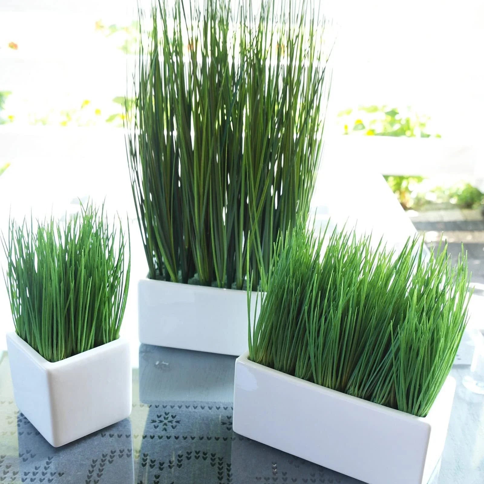 Premium Organic Cat Grass Seeds - 2000+ Count, 98% Germination Rate, Fast Germination within 3 Days - (Avena sativa)
