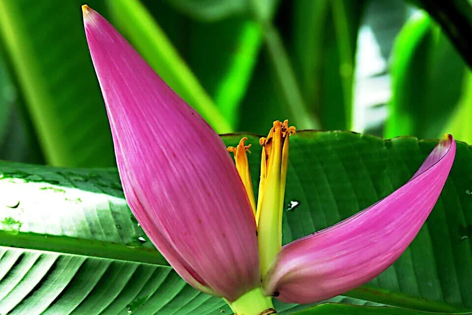 20 Pink Dwarf Banana Tree Seeds, Rare Musa velutina, Hardy for Zone 7b, Fast-Growing Tropical Fruit Plant
